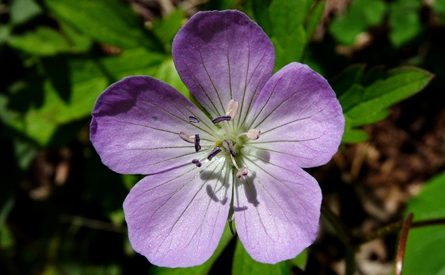 {Geranium maculatum}